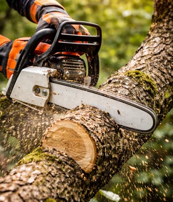 Abattage d’arbres 44